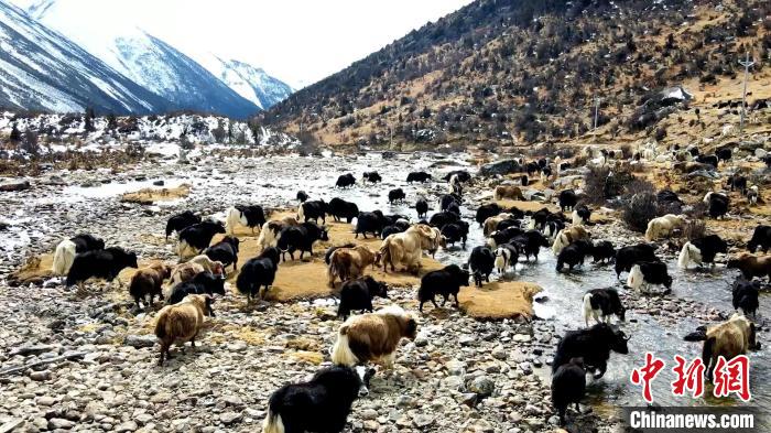 圖為角木那村生態(tài)散養(yǎng)的牦牛正在覓食。　洪若虹 攝