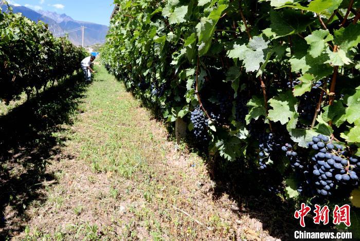 昌都芒康縣依托“兩江流域”干熱河谷地帶地理優(yōu)勢將康巴蜜橘、蘋果、甜石榴、葡萄、蜜桃等經(jīng)濟林木種植?！〔际忻⒖悼h委宣傳部供圖