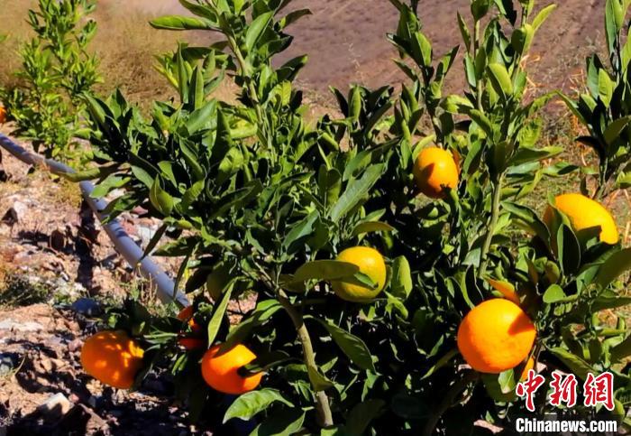 昌都芒康縣依托“兩江流域”干熱河谷地帶地理優(yōu)勢將康巴蜜橘、蘋果、甜石榴、葡萄、蜜桃等經(jīng)濟林木種植?！〔际忻⒖悼h委宣傳部供圖