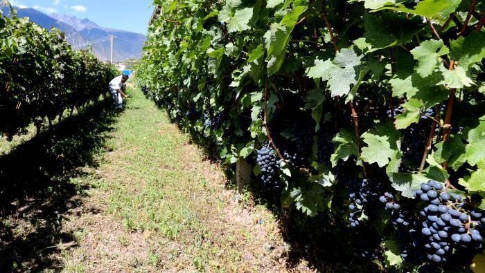 昌都芒康縣依托“兩江流域”干熱河谷地帶地理優(yōu)勢(shì)將康巴蜜橘、蘋(píng)果、甜石榴、葡萄、蜜桃等經(jīng)濟(jì)林木種植?！〔际忻⒖悼h委宣傳部供圖