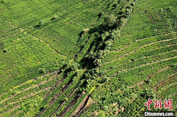 圖為西藏林芝市墨脫縣果果塘大拐彎附近的茶田。(無人機照片) 李林 攝