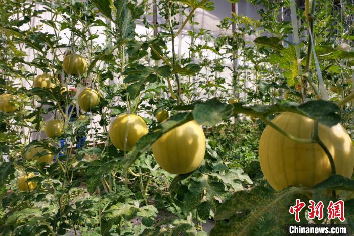 圖為康馬縣大棚內(nèi)的金太陽西瓜?！⒔ㄜ?攝