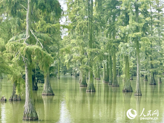 湖北省武漢漲渡湖濕地，池杉“破水而出”。人民網(wǎng)記者 張沛攝