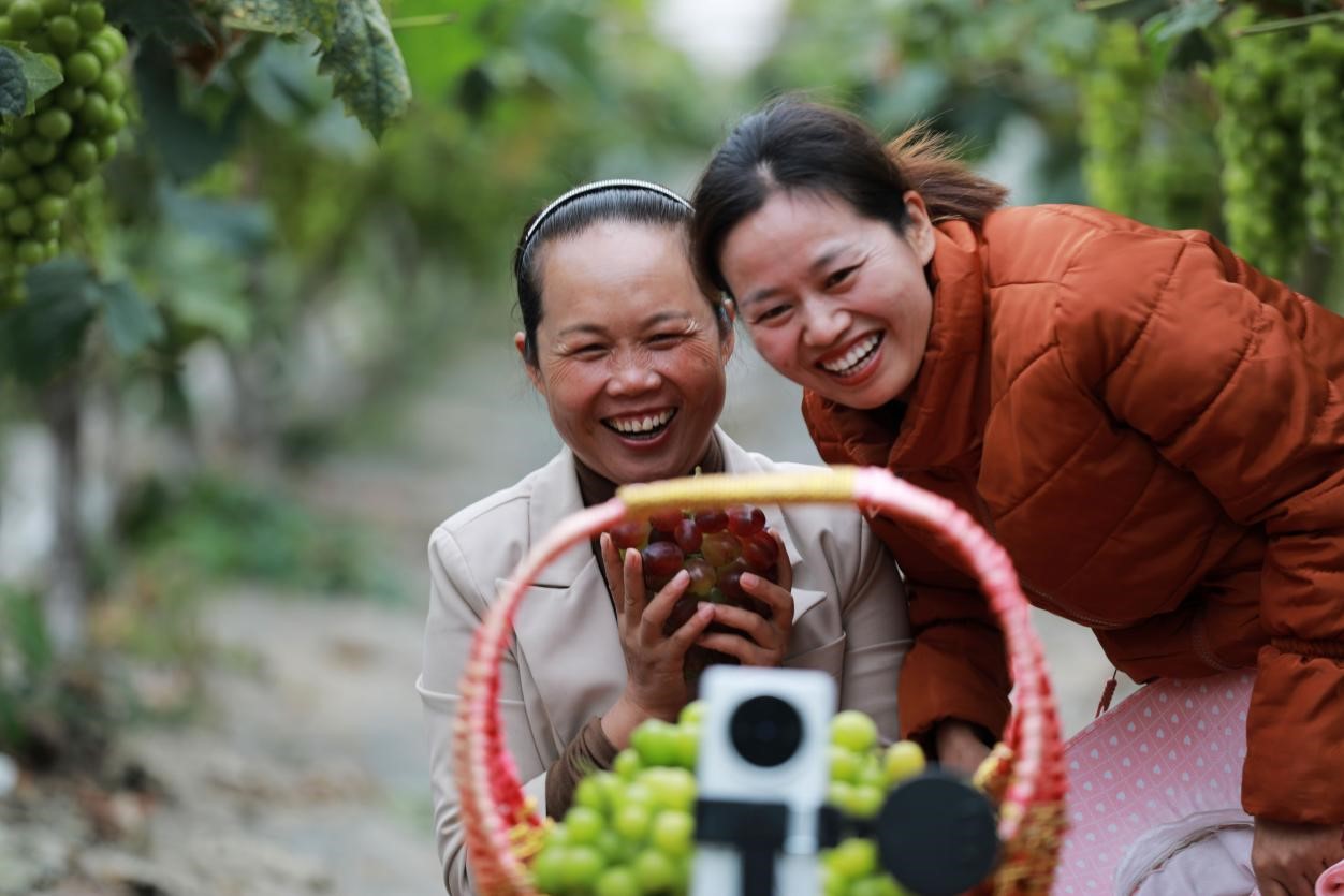 2024年10月6日，果農(nóng)在貴州省黔西市金碧鎮(zhèn)新蘭村葡萄園里進(jìn)行直播銷售。來源：人民圖片