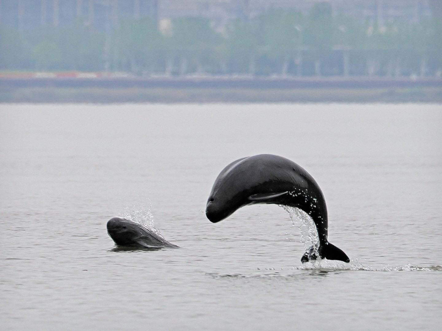 文化中國行 長江之歌丨微笑的江豚，從四千年前“游”來