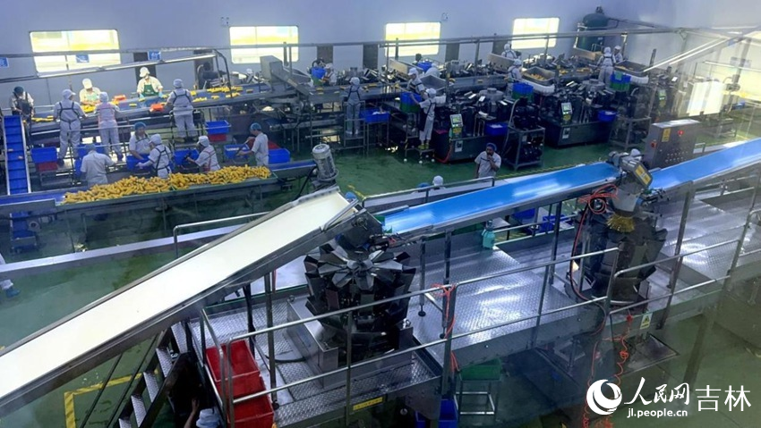 吉林省農(nóng)嫂食品有限公司生產(chǎn)車間內(nèi)一片火熱。人民網(wǎng)記者 王海躍攝