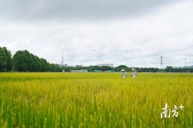 文化組的兩名成員正行走在稻田里。