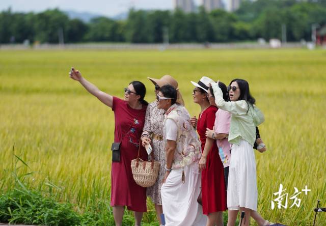 游客們在崖口村稻田前合影。