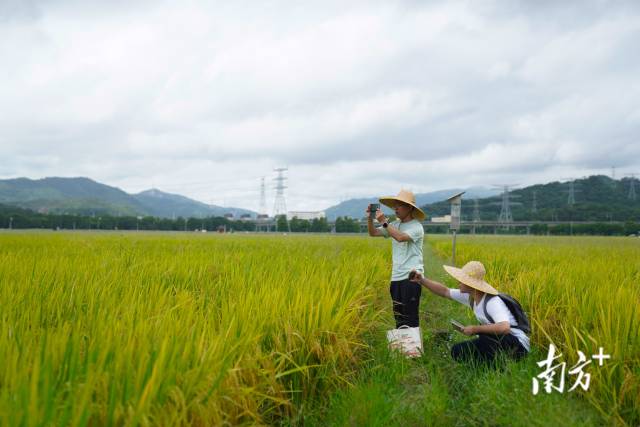 文化組的兩名成員正在給稻田拍照。