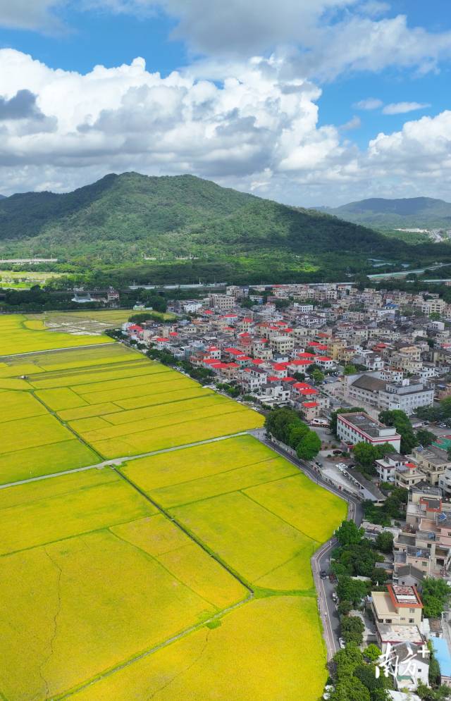 崖口村全景。