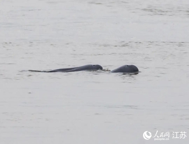 在南京長(zhǎng)江新濟(jì)洲國(guó)家濕地公園拍到的江豚。人民網(wǎng)記者 王丹丹攝