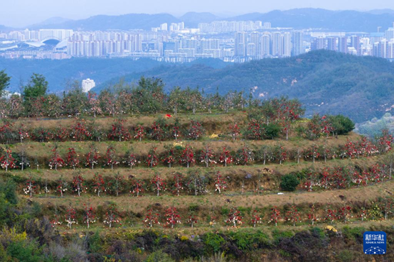 【高質(zhì)量發(fā)展看陜西】“上天”的延安蘋果，蘊(yùn)藏哪些新質(zhì)生產(chǎn)力