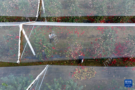 【高質(zhì)量發(fā)展看陜西】“上天”的延安蘋果，蘊(yùn)藏哪些新質(zhì)生產(chǎn)力