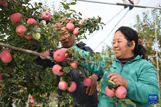 【高質(zhì)量發(fā)展看陜西】“上天”的延安蘋果，蘊(yùn)藏哪些新質(zhì)生產(chǎn)力