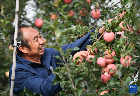 【高質(zhì)量發(fā)展看陜西】“上天”的延安蘋果，蘊(yùn)藏哪些新質(zhì)生產(chǎn)力