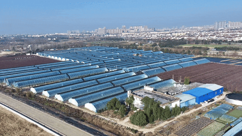 洋縣東聯(lián)村藍(lán)莓基地航拍。洋縣融媒體供圖