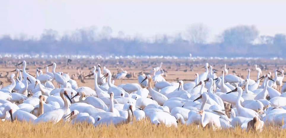 “兩山”理念與美麗中國(guó)丨濕地與候鳥(niǎo)，一場(chǎng)歲歲年年的相守