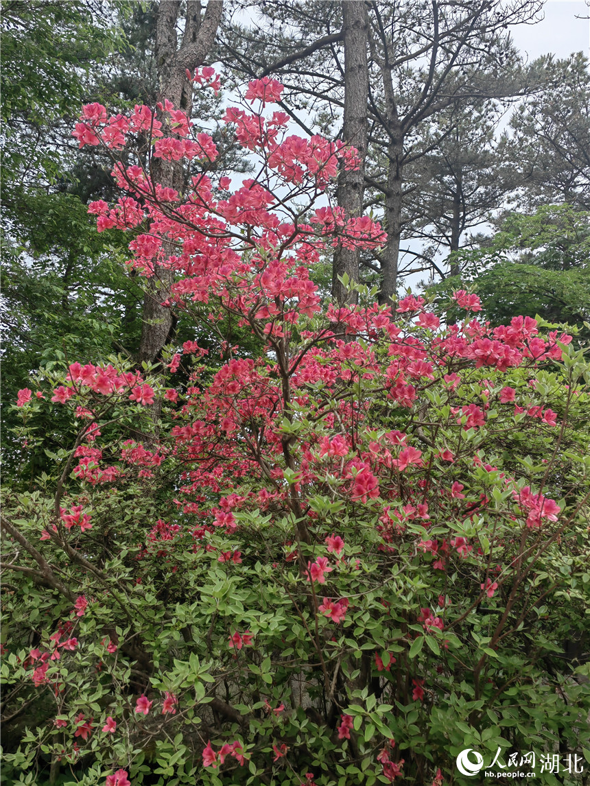 龜峰山頂?shù)亩霹N花還在開放。人民網(wǎng)記者 郭婷婷攝