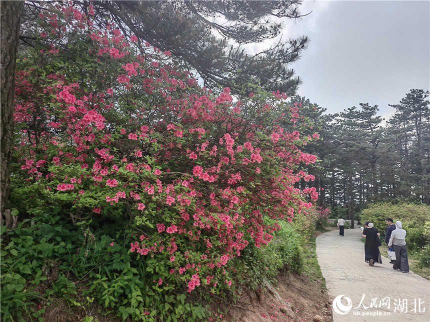 龜峰山頂目前還有部分杜鵑在開放，像站好春天“最后一班崗”。人民網(wǎng)記者 郭婷婷攝