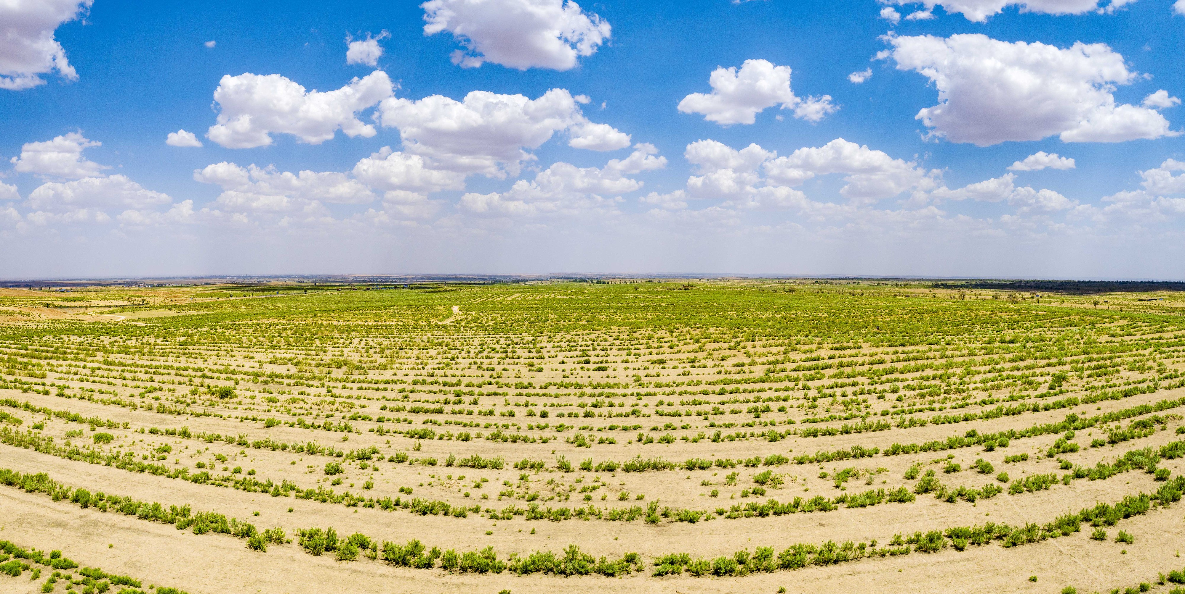 2023年6月7日，內(nèi)蒙古鄂爾多斯，毛烏素沙漠。