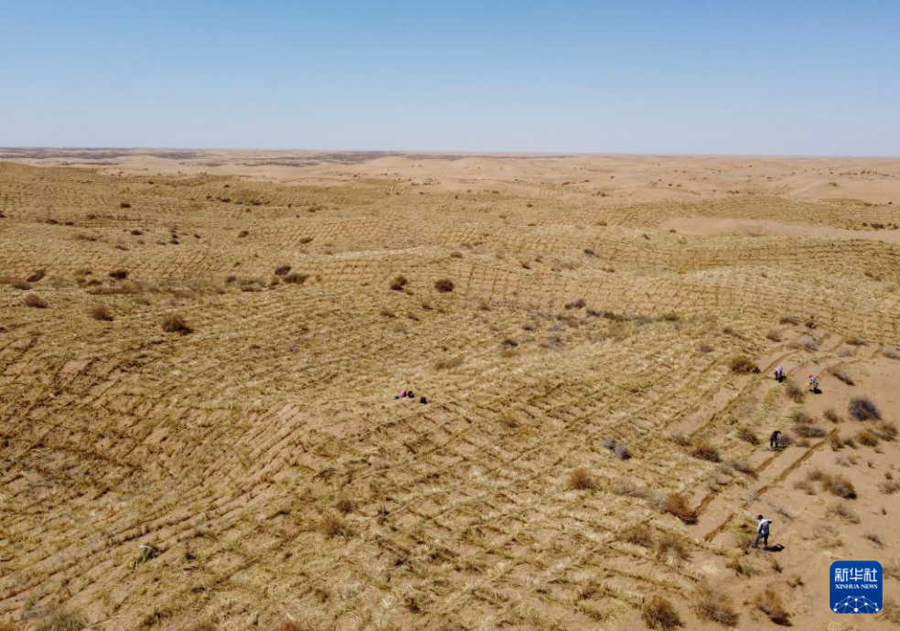 2024年4月10日，群眾在古浪縣八步沙林場麻黃塘沙區(qū)用草方格壓沙。新華社發(fā)（無人機照片）