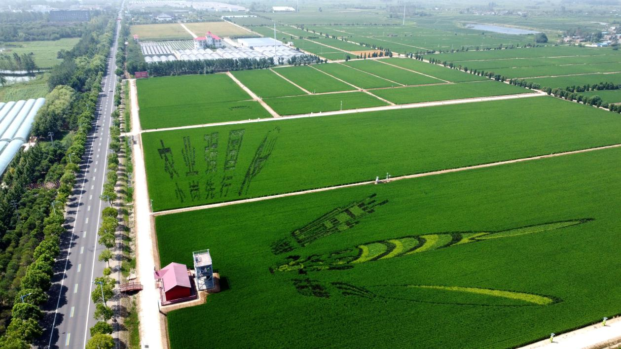 俯瞰小崗村高標(biāo)準(zhǔn)農(nóng)田。鳳陽(yáng)縣委宣傳部供圖