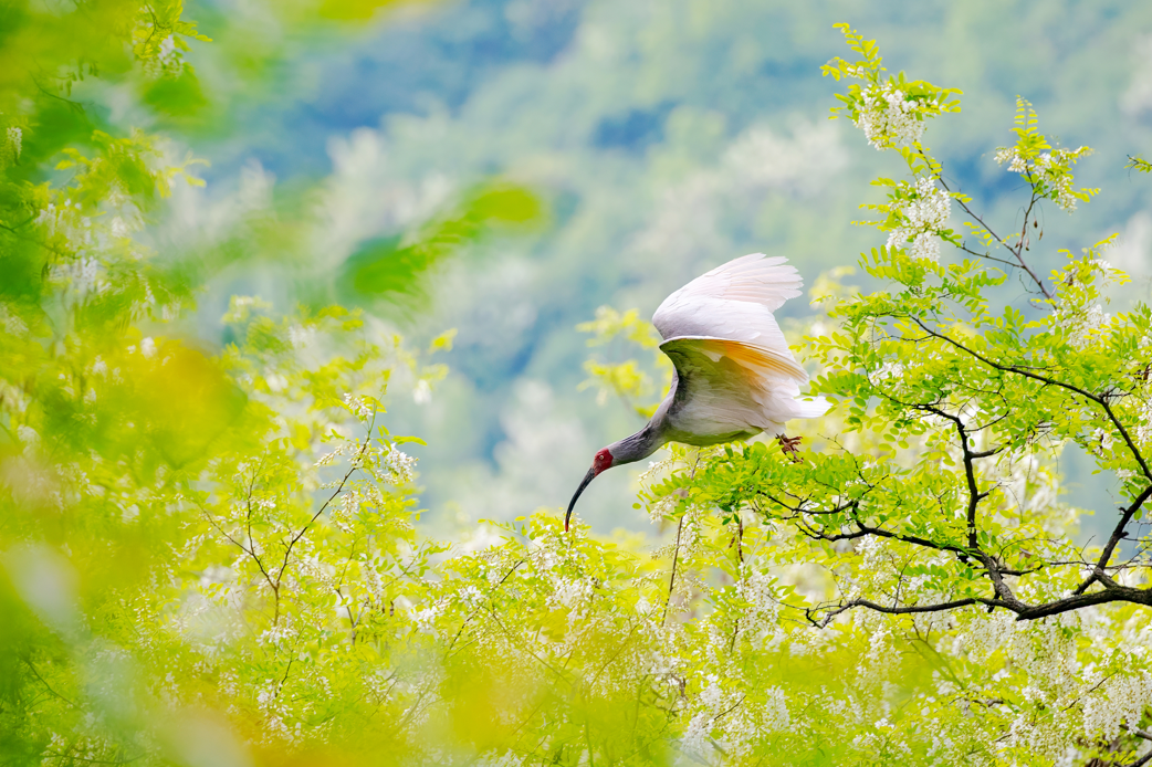 2024年5月2日，一只秦嶺以北野放朱鹮在陜西省銅川市耀州區(qū)沮河上游洋槐林中飛翔。