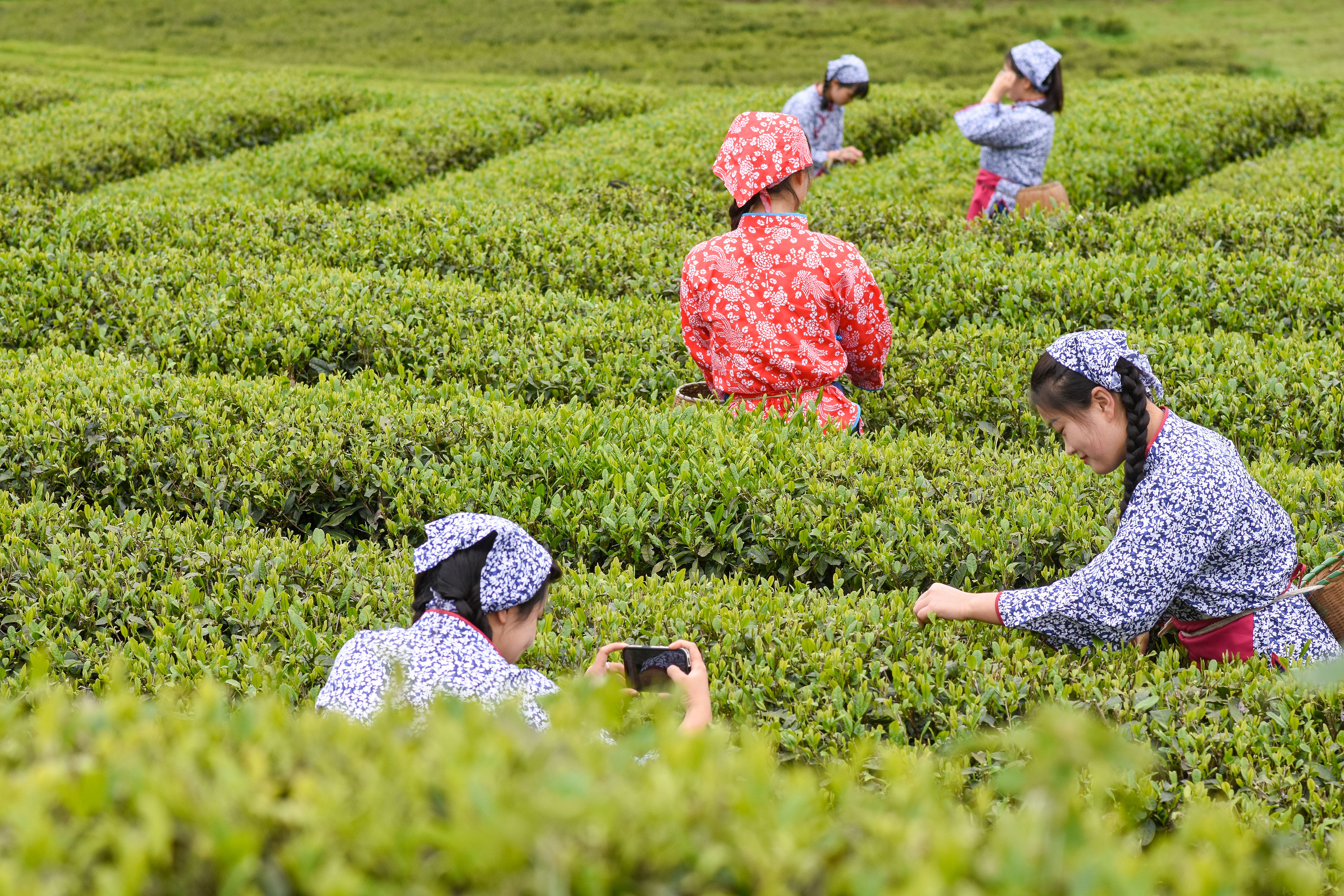 2023年4月6日,游客在貴州省銅仁市江口縣怒溪鎮(zhèn)駱象村生態(tài)茶園體驗采茶樂趣。