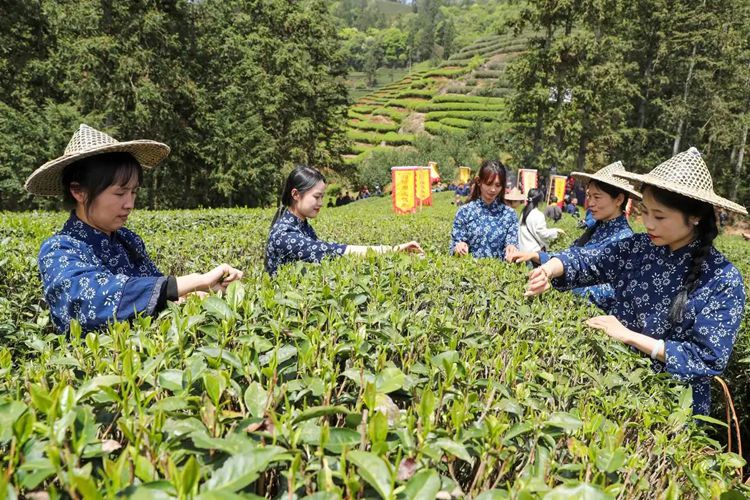 2025年4月13日，福建武夷山市星村鎮(zhèn)朝陽村茶農(nóng)在生態(tài)茶園展示采茶。新華社發(fā)（邱汝泉 攝）