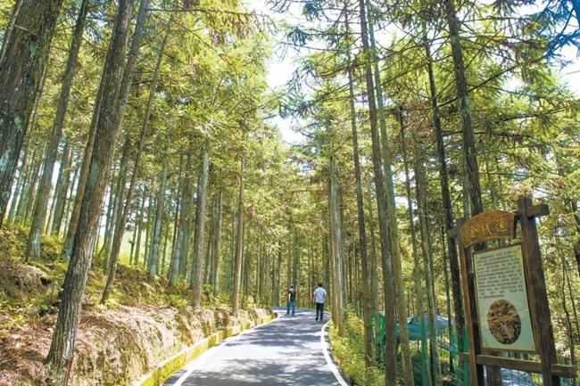 福建周寧縣黃振芳家庭林場(chǎng)。（圖源：央視新聞）