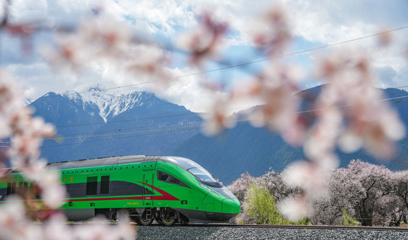 2025年4月2日，復(fù)興號(hào)列車(chē)穿行在拉林鐵路林芝段。