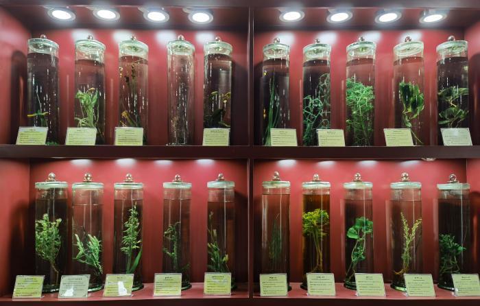 圖為藏藥藥材標(biāo)本。???張海?? ??.jpg