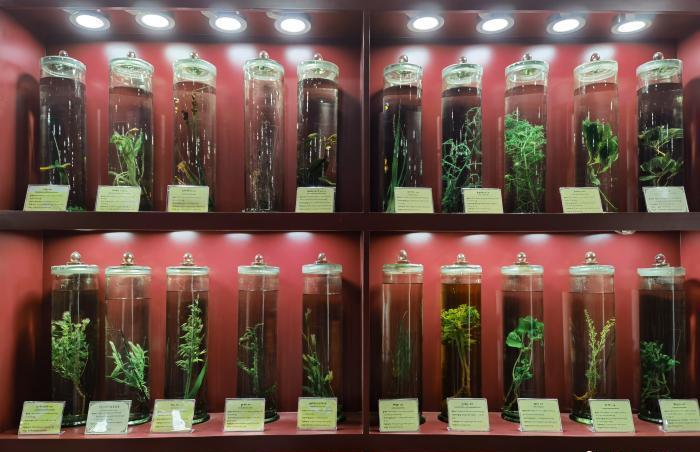 圖為藏藥藥材標(biāo)本。???張海?? ??.jpg