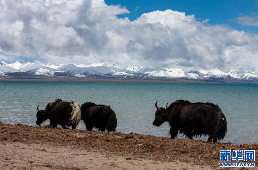 (新華視界)(2)納木錯美景惹人醉
