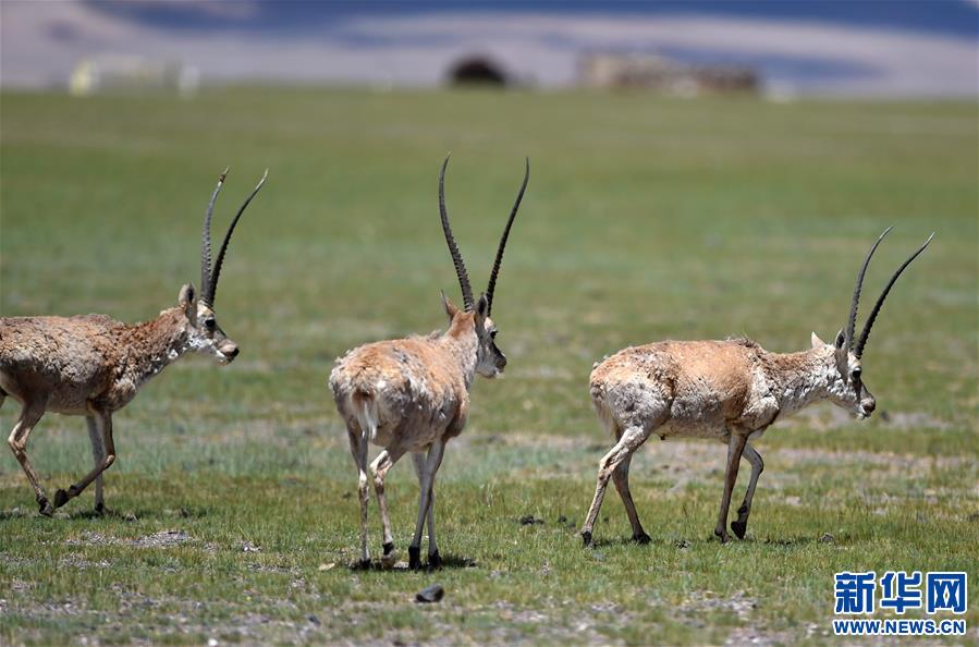 (環(huán)境)(5)羌塘自然保護(hù)區(qū):悠閑的藏羚羊