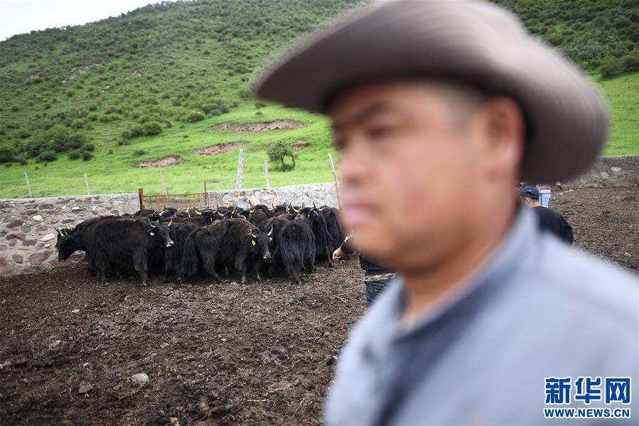 （經(jīng)濟）（3）大通牦牛“嫁”入西藏