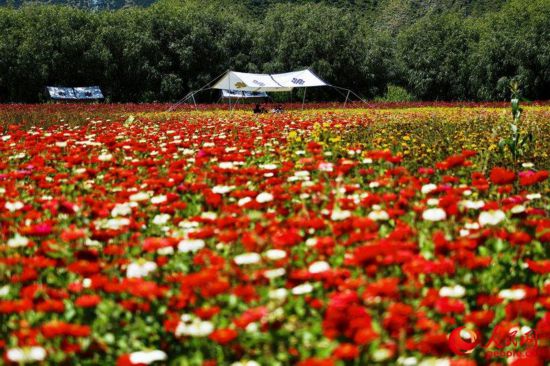 姆朵花海。次仁羅布 攝