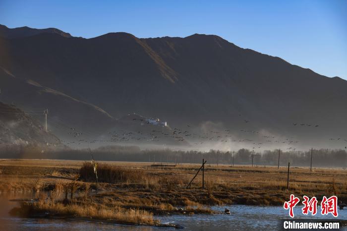 圖為拉薩市林周縣境內(nèi)飛翔的候鳥?！∝暩聛?lái)松 攝