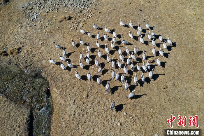 圖為拉薩市林周縣境內(nèi)越冬的候鳥?！∝暩聛?lái)松 攝