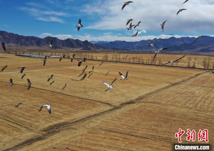 圖為黑頸鶴在拉薩市林周縣境內(nèi)飛翔?！∝暩聛?lái)松 攝