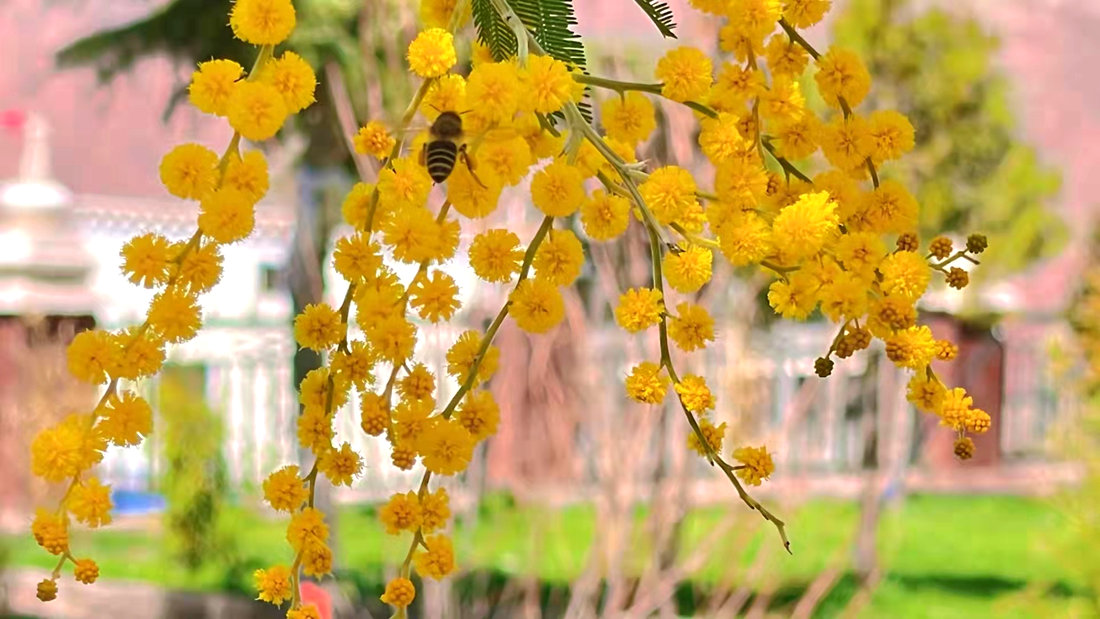 蜜蜂吮吸著金合歡花蕊里的蜂蜜。