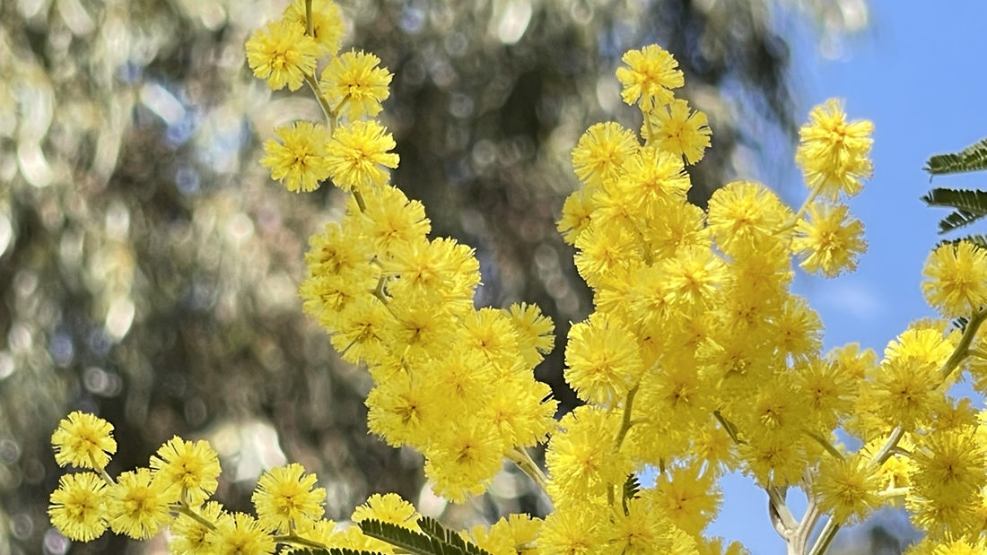 金光燦燦的金合花。