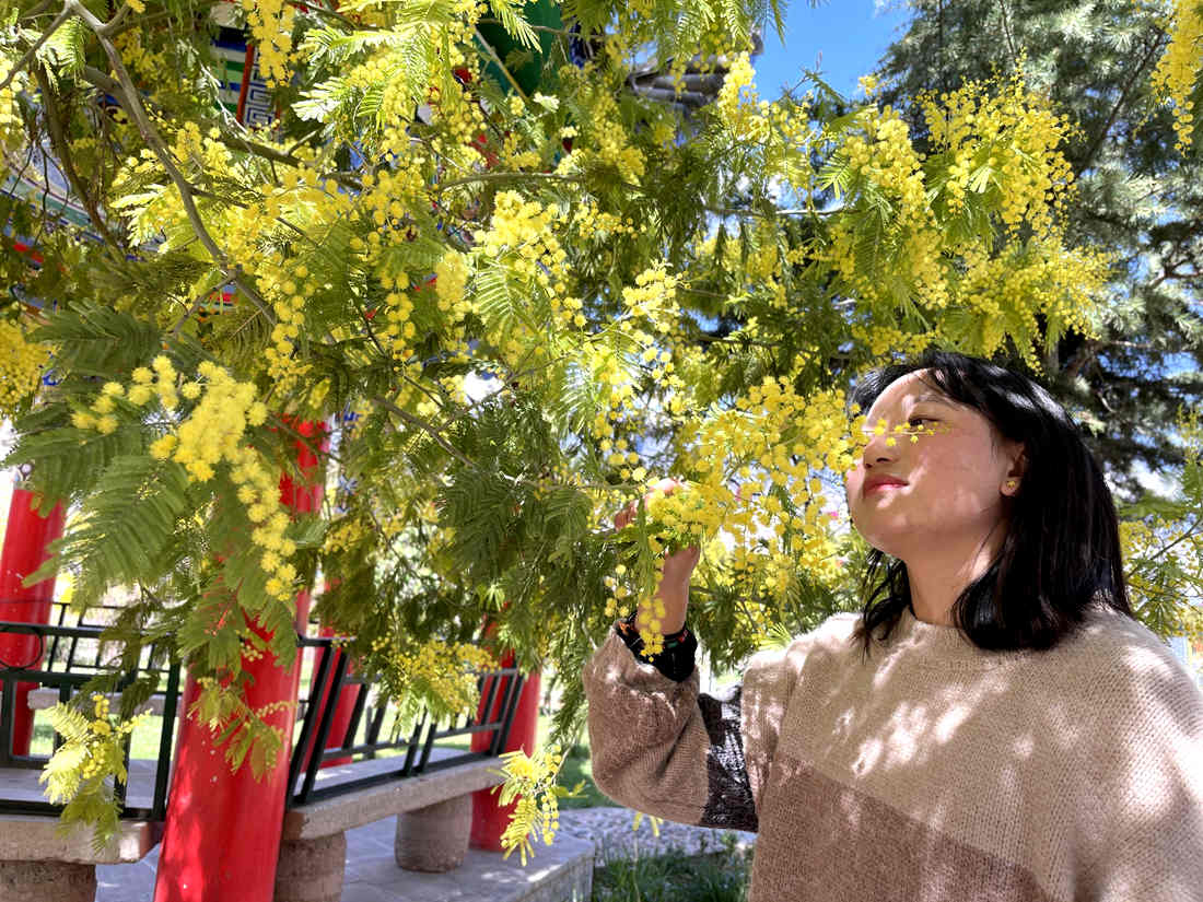 游客仔細觀賞黃絨絨的金合歡花。