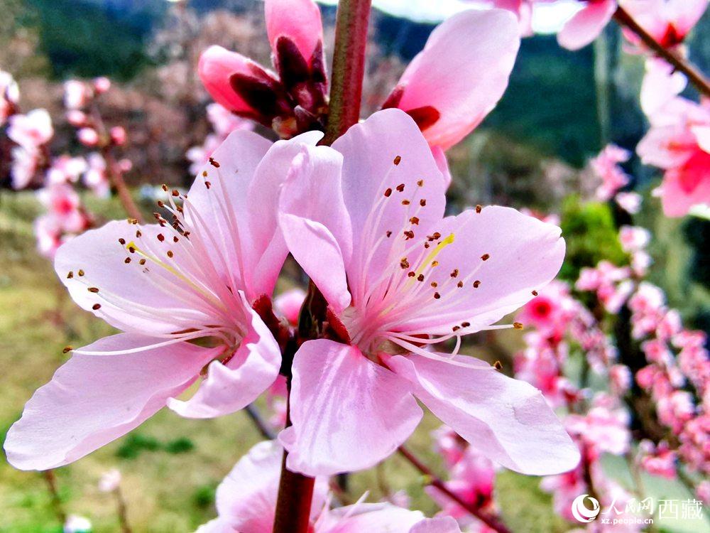 林芝桃花開。人民網(wǎng) 李海霞攝