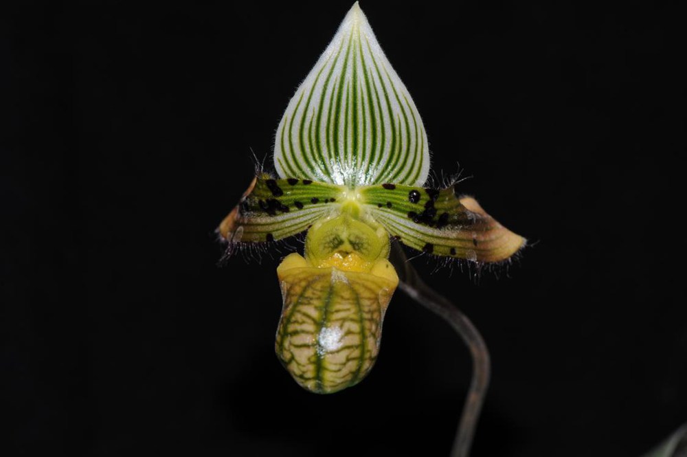 秀麗兜蘭。金效華攝