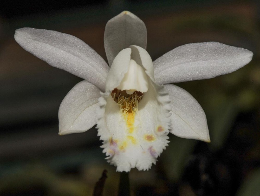 毛唇獨(dú)蒜蘭。 金效華攝