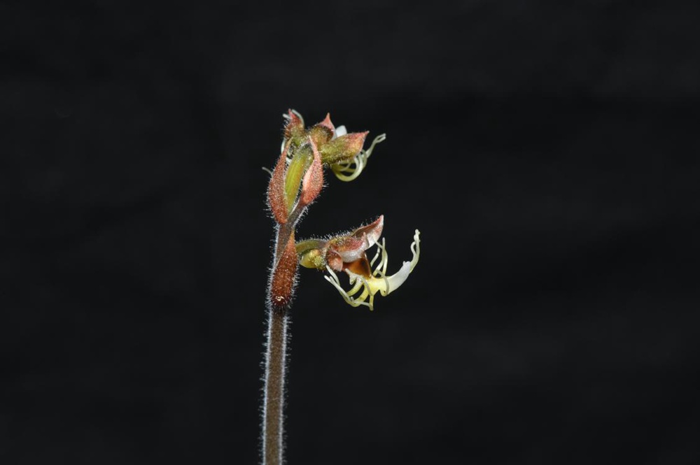 墨脫金線蘭。金效華攝