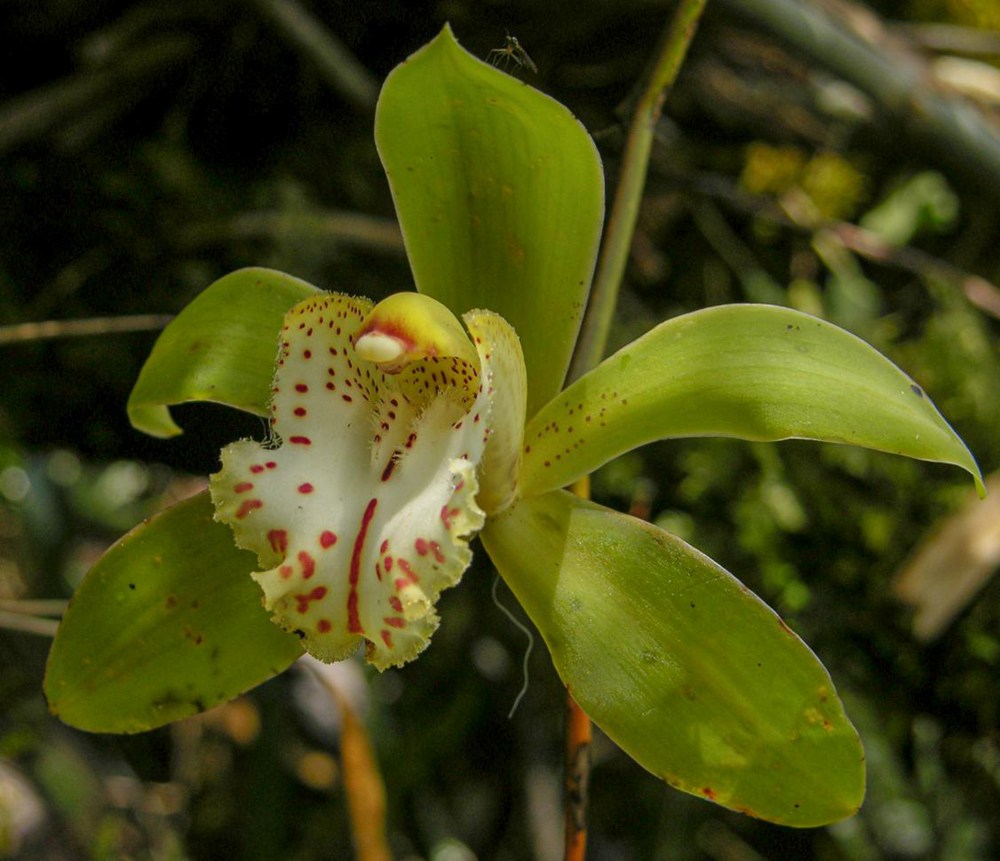 虎頭蘭。金效華攝