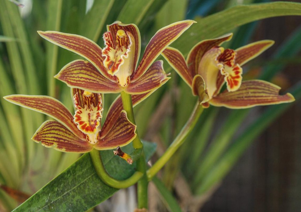 黃嬋蘭。李劍武攝