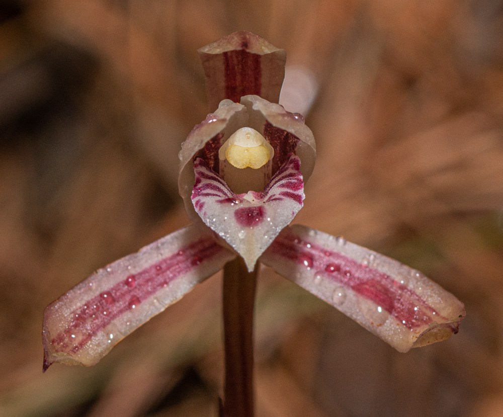 大根蘭。葉超攝